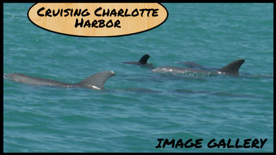 Featured Image - Cruising with kids, Sailing in Charlotte Harbor, dolphins in florida, sailing with kids, cruising in florida